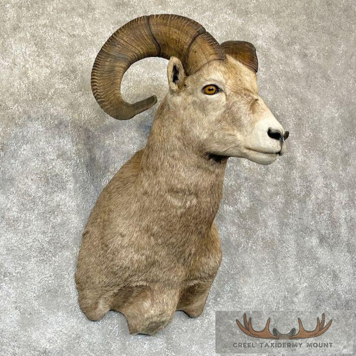 Rocky Mountain Bighorn Sheep Taxidermy Shoulder Mount For Sale - Image 4