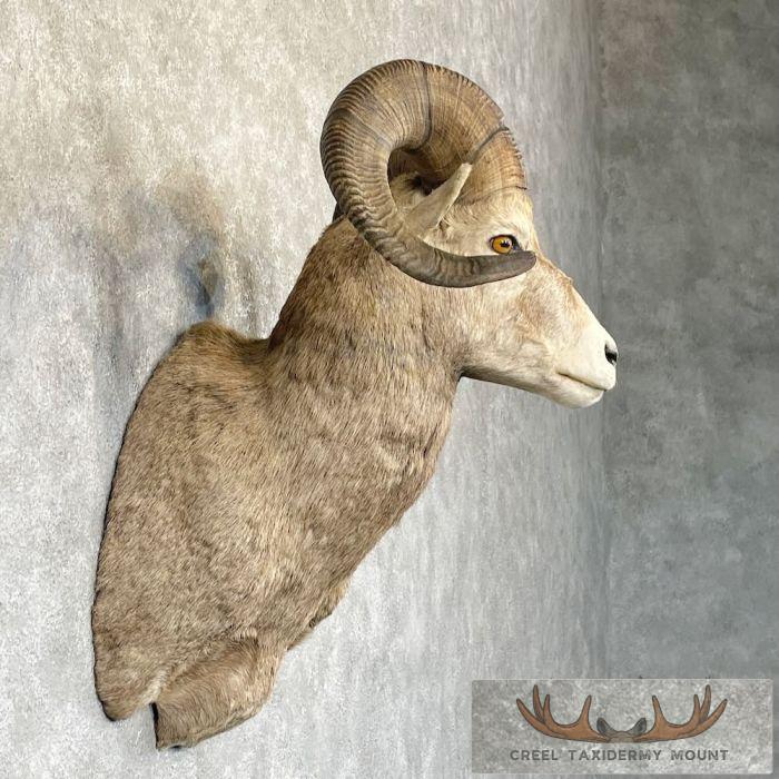 Rocky Mountain Bighorn Sheep Taxidermy Shoulder Mount For Sale - Image 5
