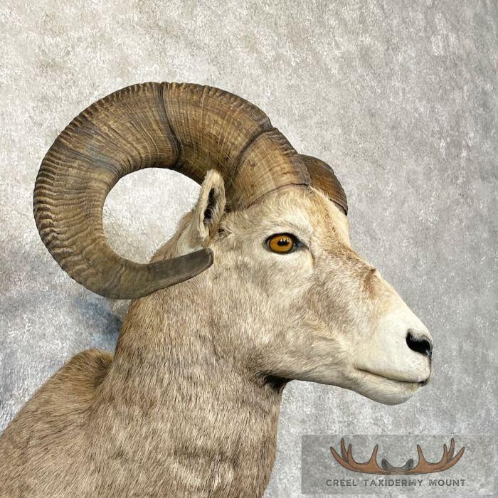 Rocky Mountain Bighorn Sheep Taxidermy Shoulder Mount For Sale - Image 6