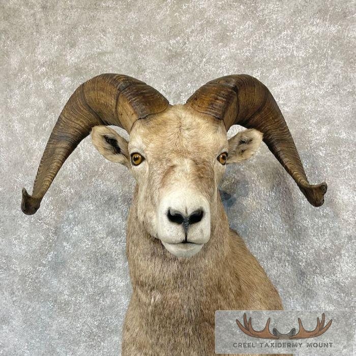 Rocky Mountain Bighorn Sheep Taxidermy Shoulder Mount For Sale - Image 7