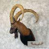Hybrid Ibex Taxidermy Shoulder Mount For Sale - Image 2