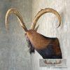 Hybrid Ibex Taxidermy Shoulder Mount For Sale - Image 3