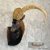 Hybrid Ibex Taxidermy Shoulder Mount For Sale - Image 4