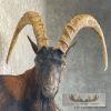 Hybrid Ibex Taxidermy Shoulder Mount For Sale - Image 6