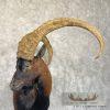 Hybrid Ibex Taxidermy Shoulder Mount For Sale - Image 7