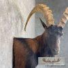 Hybrid Ibex Taxidermy Shoulder Mount For Sale - Image 8