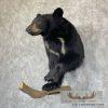 Black Bear 1/2 Life-Size Taxidermy Mount For Sale - Image 2
