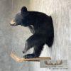 Black Bear 1/2 Life-Size Taxidermy Mount For Sale - Image 3