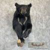Black Bear 1/2 Life-Size Taxidermy Mount For Sale - Image 4