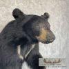 Black Bear 1/2 Life-Size Taxidermy Mount For Sale - Image 6