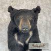 Black Bear 1/2 Life-Size Taxidermy Mount For Sale - Image 7