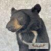 Black Bear 1/2 Life-Size Taxidermy Mount For Sale - Image 8
