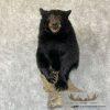 Black Bear 1/2 Life-Size Taxidermy Mount For Sale - Image 2