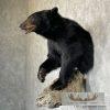 Black Bear 1/2 Life-Size Taxidermy Mount For Sale - Image 3