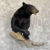 Black Bear 1/2 Life-Size Taxidermy Mount For Sale - Image 4