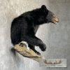 Black Bear 1/2 Life-Size Taxidermy Mount For Sale - Image 5