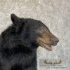 Black Bear 1/2 Life-Size Taxidermy Mount For Sale - Image 6