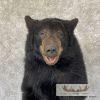 Black Bear 1/2 Life-Size Taxidermy Mount For Sale - Image 7