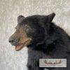 Black Bear 1/2 Life-Size Taxidermy Mount For Sale - Image 8