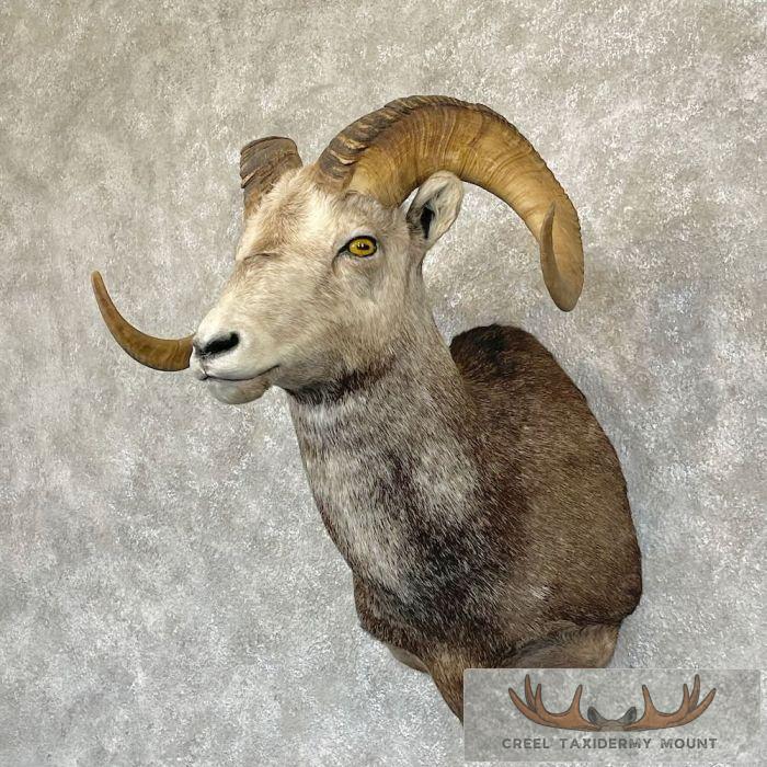 Stone Sheep Ram Taxidermy Shoulder Mount For Sale - Image 2
