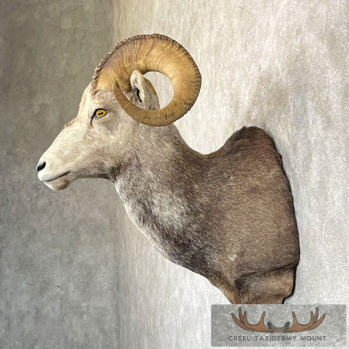Stone Sheep Ram Taxidermy Shoulder Mount For Sale - Image 3