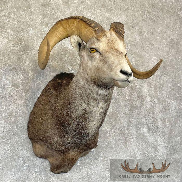 Stone Sheep Ram Taxidermy Shoulder Mount For Sale - Image 4