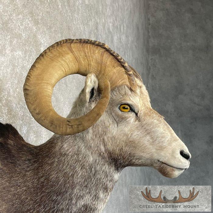 Stone Sheep Ram Taxidermy Shoulder Mount For Sale - Image 6