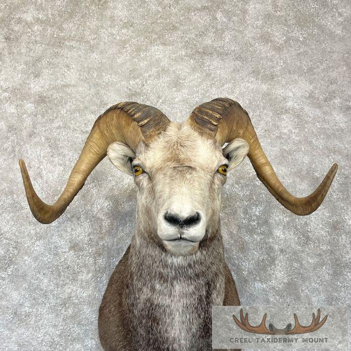 Stone Sheep Ram Taxidermy Shoulder Mount For Sale - Image 7