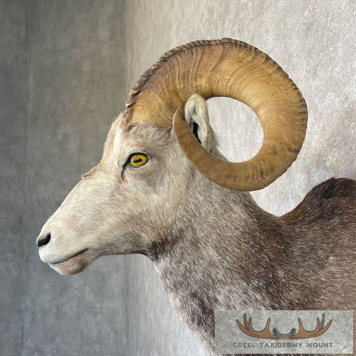 Stone Sheep Ram Taxidermy Shoulder Mount For Sale - Image 8