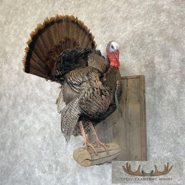 Eastern Turkey Taxidermy Bird Mount For Sale - Image 2