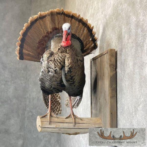 Eastern Turkey Taxidermy Bird Mount For Sale - Image 3