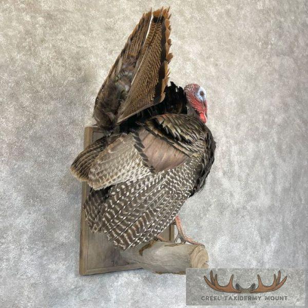 Eastern Turkey Taxidermy Bird Mount For Sale - Image 4