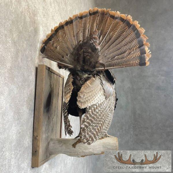 Eastern Turkey Taxidermy Bird Mount For Sale - Image 5