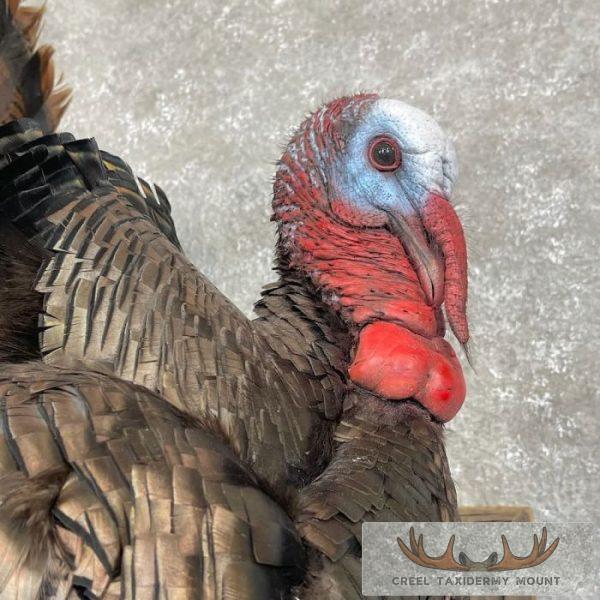 Eastern Turkey Taxidermy Bird Mount For Sale - Image 6