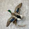 Mallard Duck Drake Taxidermy Mount For Sale - Image 2