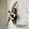 Mallard Duck Drake Taxidermy Mount For Sale - Image 4