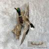 Mallard Duck Drake Taxidermy Mount For Sale - Image 3