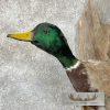 Mallard Duck Drake Taxidermy Mount For Sale - Image 6