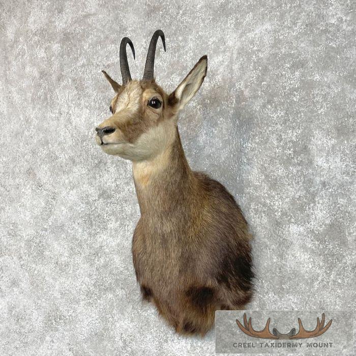 South Pacific Chamois Taxidermy Shoulder Mount For Sale - Image 2