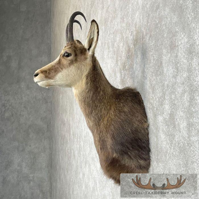 South Pacific Chamois Taxidermy Shoulder Mount For Sale - Image 3
