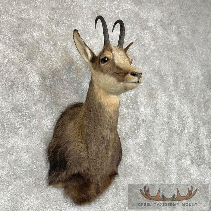 South Pacific Chamois Taxidermy Shoulder Mount For Sale - Image 4