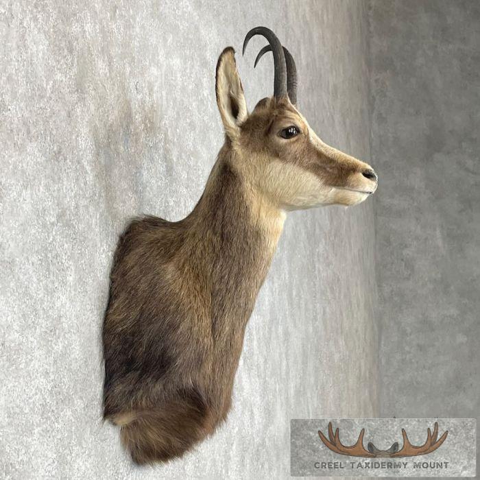 South Pacific Chamois Taxidermy Shoulder Mount For Sale - Image 5
