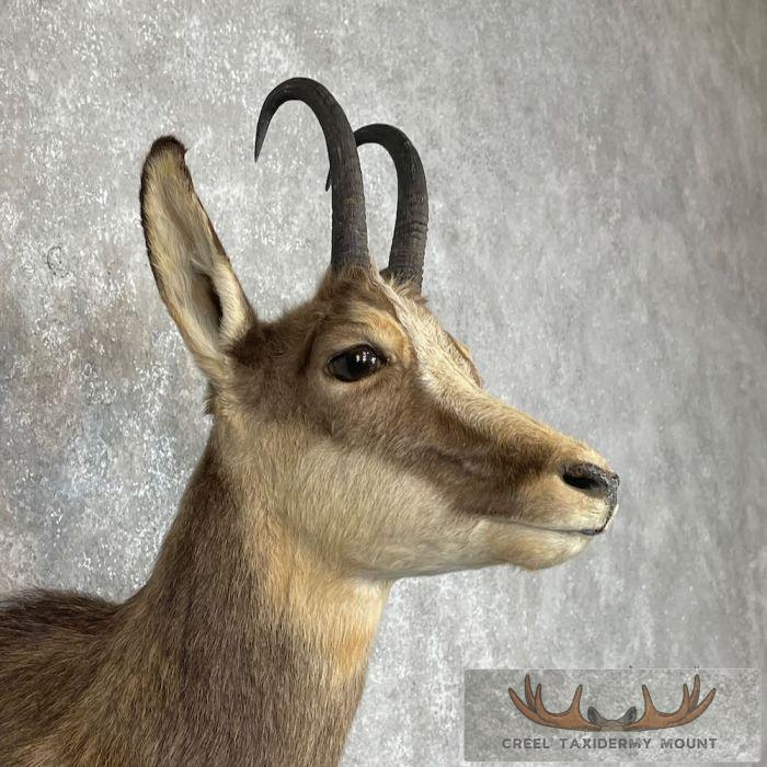 South Pacific Chamois Taxidermy Shoulder Mount For Sale - Image 6