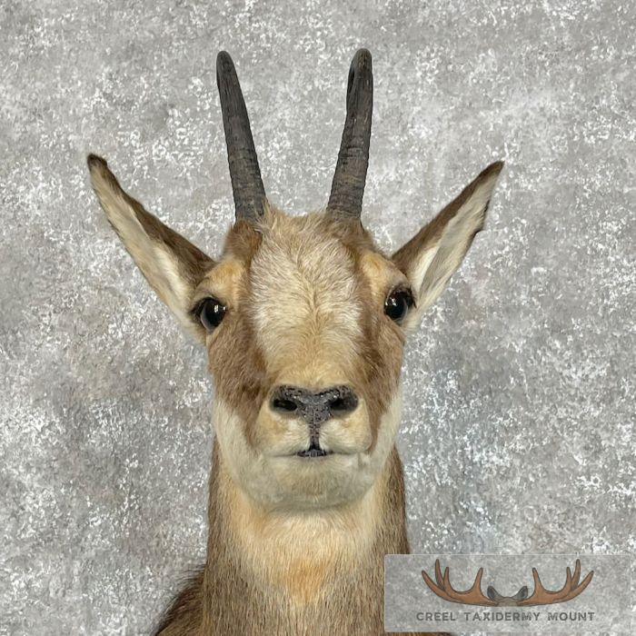 South Pacific Chamois Taxidermy Shoulder Mount For Sale - Image 7