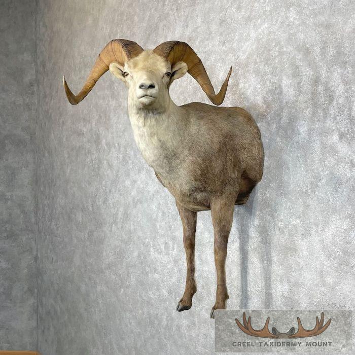 Stone Sheep 1/2 Life Size Taxidermy Mount For Sale - Image 2