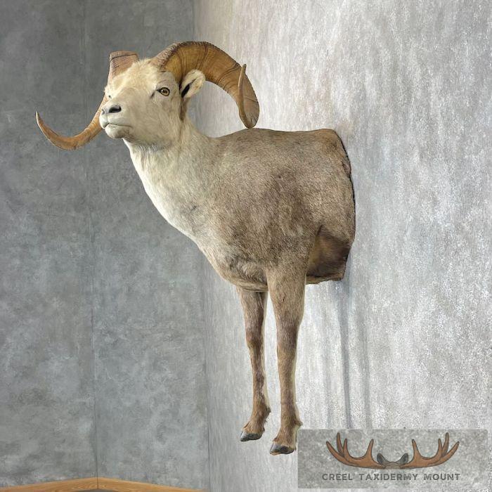Stone Sheep 1/2 Life Size Taxidermy Mount For Sale - Image 3