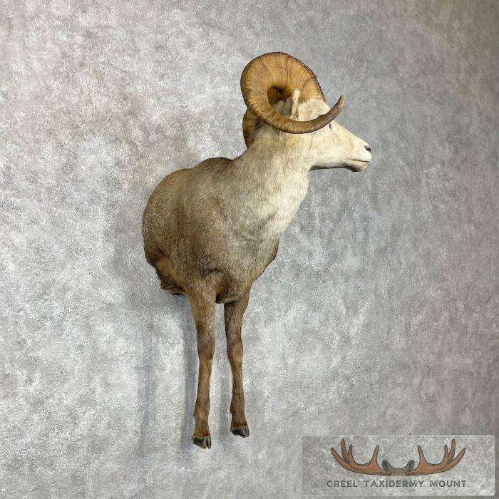 Stone Sheep 1/2 Life Size Taxidermy Mount For Sale - Image 4