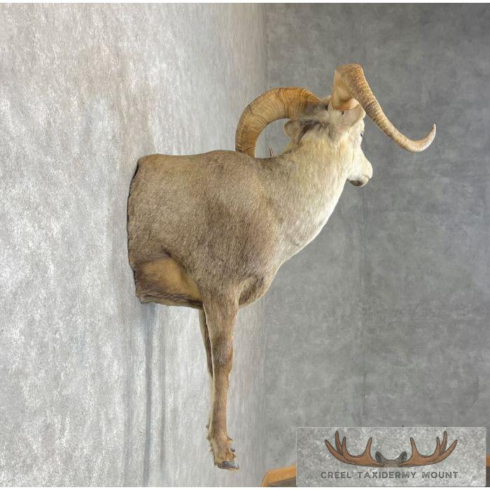 Stone Sheep 1/2 Life Size Taxidermy Mount For Sale - Image 5