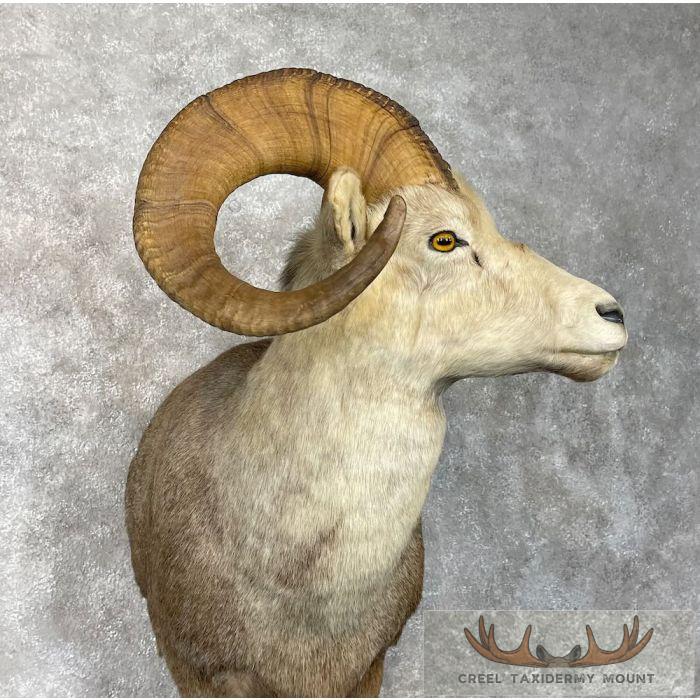 Stone Sheep 1/2 Life Size Taxidermy Mount For Sale - Image 6