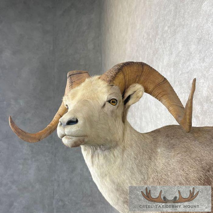 Stone Sheep 1/2 Life Size Taxidermy Mount For Sale - Image 8